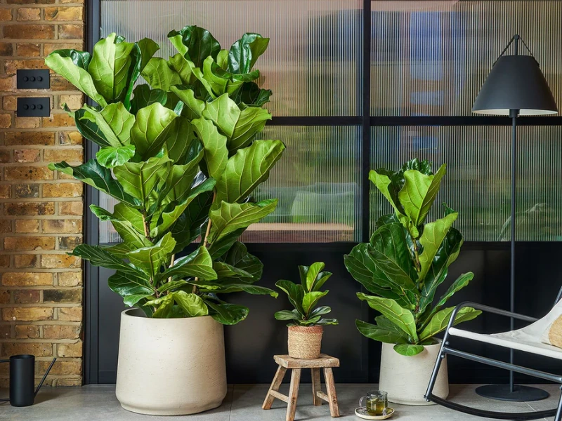 Fiddle Leaf Fig (Ficus lyrata)