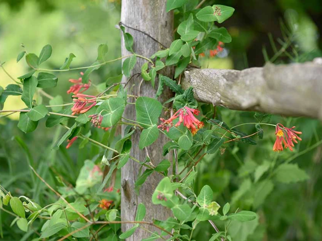 Fragrant Honeysuckle Vine