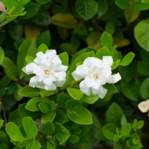 Frostproof Jasmine Plant 5-7'' Tall - Fragrant Flowering Vine