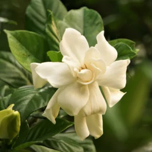 Frostproof Jasmine Plant 5-7'' Tall - Fragrant Flowering Vine