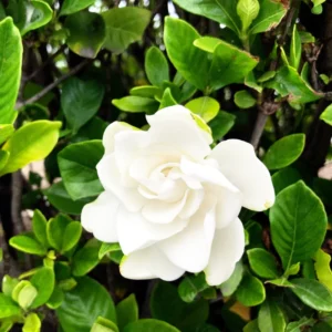 Frostproof Jasmine Plant 5-7'' Tall - Fragrant Flowering Vine