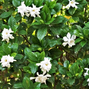 Frostproof Jasmine Plant 5-7'' Tall - Fragrant Flowering Vine