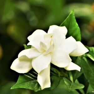 Frostproof Jasmine Plant 5-7'' Tall - Fragrant Flowering Vine