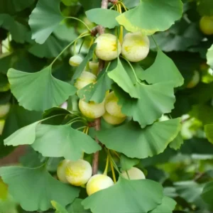 Ginkgo Tree 8 Inch Tall Potted Plant - Ornamental Deciduous Tree