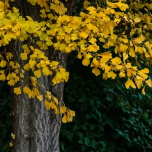 Ginkgo Tree 8 Inch Tall Potted Plant - Ornamental Deciduous Tree