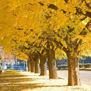 Ginkgo Tree 8 Inch Tall Potted Plant - Ornamental Deciduous Tree