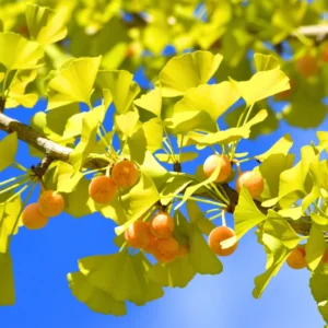 Ginkgo Tree 8 Inch Tall Potted Plant - Ornamental Deciduous Tree