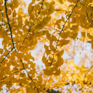 Ginkgo Tree 8 Inch Tall Potted Plant - Ornamental Deciduous Tree