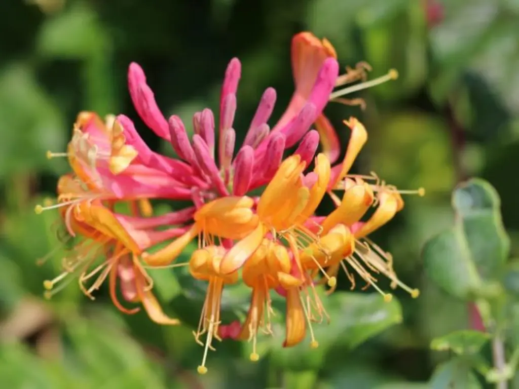 Gold Flame (Lonicera × heckrottii)