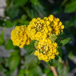Gold Lantana Plants - 3 Live Plants - 4-6 Inch - Vibrant Gold Blooms