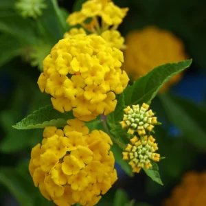 Gold Lantana Plants - 3 Live Plants - 4-6 Inch - Vibrant Gold Blooms
