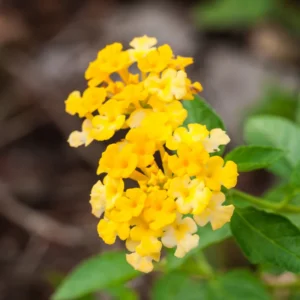 Gold Lantana Plants - 3 Live Plants - 4-6 Inch - Vibrant Gold Blooms