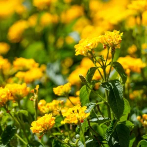 Gold Lantana Plants - 3 Live Plants - 4-6 Inch - Vibrant Gold Blooms