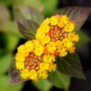 Gold Lantana Plants - 3 Live Plants - 4-6 Inch - Vibrant Gold Blooms