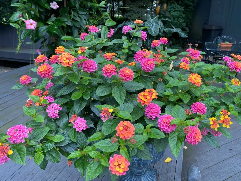 Growing Lantana in Pots or Containers