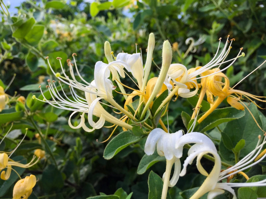 Honeysuckle Vine