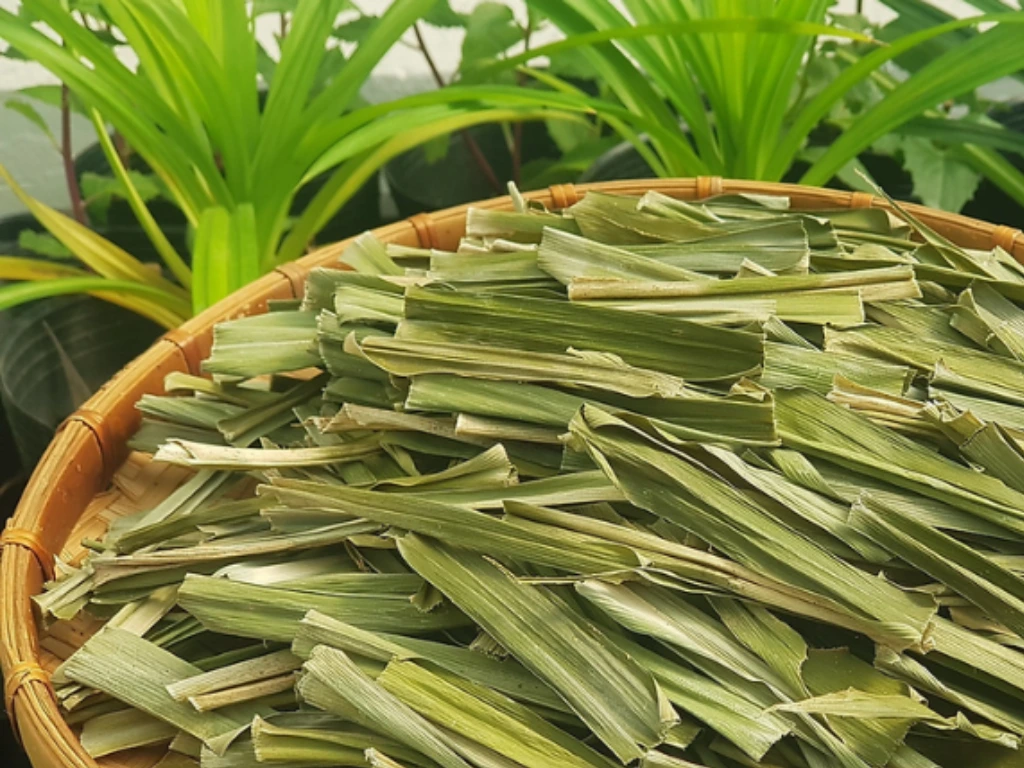 How is the Pandan Plant Used