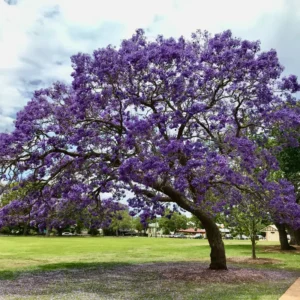 Jacaranda Tree Starter - Purple Flowering Plant - 4-6 Inch Sapling