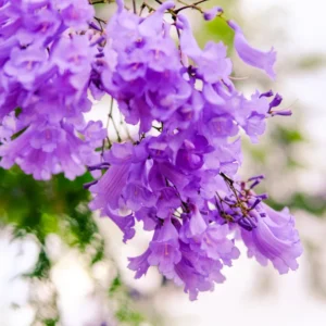 Jacaranda Tree Starter - Purple Flowering Plant - 4-6 Inch Sapling