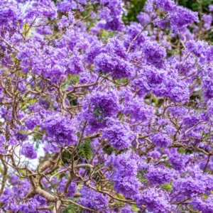 Jacaranda Tree Starter - Purple Flowering Plant - 4-6 Inch Sapling