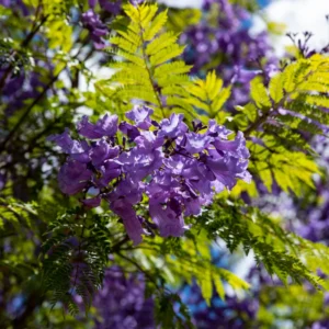 Jacaranda Tree Starter - Purple Flowering Plant - 4-6 Inch Sapling