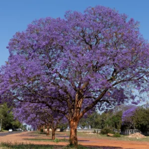 Jacaranda Tree Starter - Purple Flowering Plant - 4-6 Inch Sapling