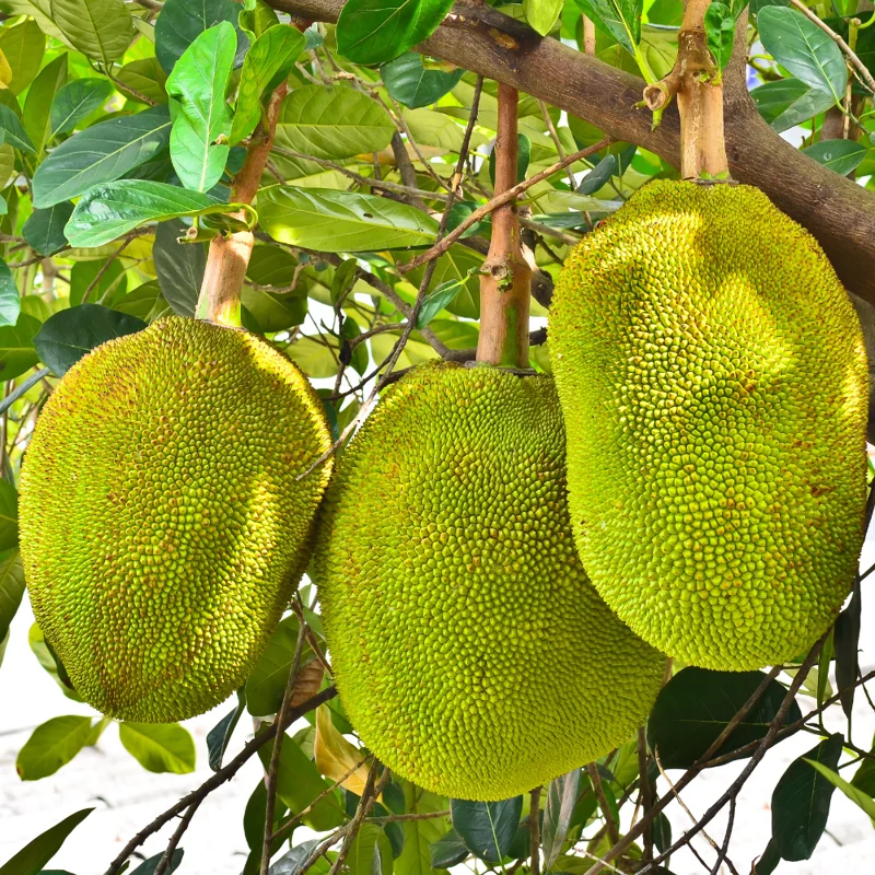 Jackfruit Tree Tropical Fruit Plant - 6-8 Inch Live Plant