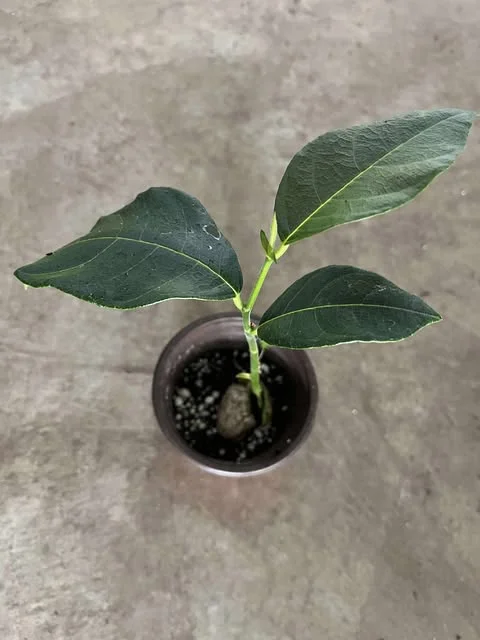 Jackfruit Tree Tropical Fruit Plant - 6-8 Inch Live Plant