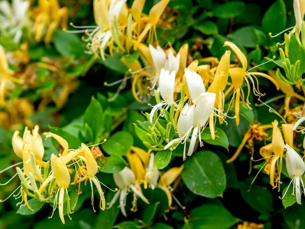 Japanese Honeysuckle (Lonicera japonica)
