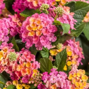Lantana Multicolor Live Plants 3-Pack 4-6 Inch Flowering Shrubs