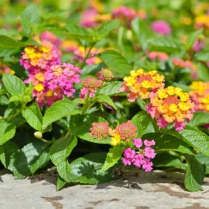 Lantana Multicolor Live Plants 3-Pack 4-6 Inch Flowering Shrubs