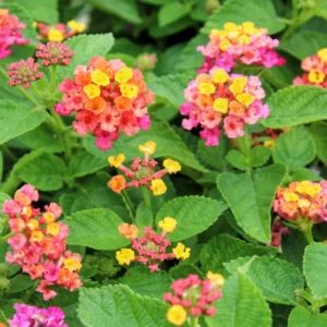 Lantana Multicolor Live Plants 3-Pack 4-6 Inch Flowering Shrubs
