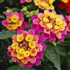 Lantana Multicolor Live Plants 3-Pack 4-6 Inch Flowering Shrubs
