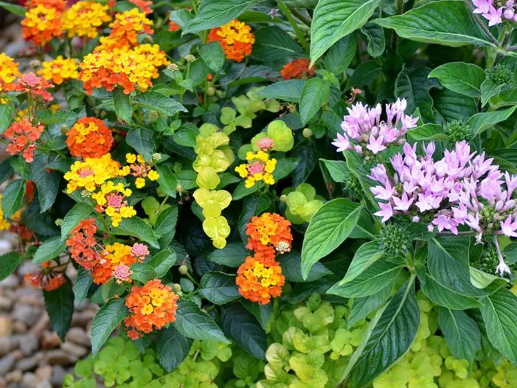 Lantana Pentas Combination