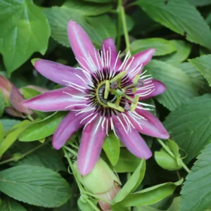Lavender Passion Flower Passiflora Plant 5-7'' Tall Blooming Vine