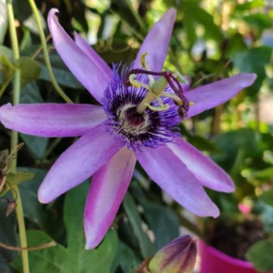Lavender Passion Flower Passiflora Plant 5-7'' Tall Blooming Vine