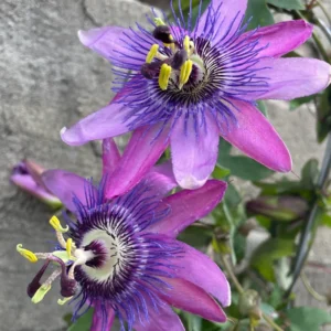 Lavender Passion Flower Passiflora Plant 5-7'' Tall Blooming Vine
