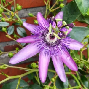 Lavender Passion Flower Passiflora Plant 5-7'' Tall Blooming Vine