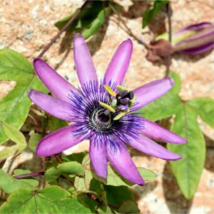 Lavender Passion Flower Passiflora Plant 5-7'' Tall Blooming Vine