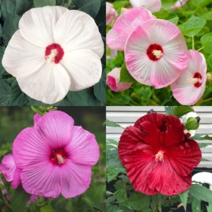 Luna Mix Hibiscus Flower Plants - 4-6 Inch Tall - Garden Ready