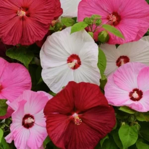 Luna Mix Hibiscus Flower Plants - 4-6 Inch Tall - Garden Ready