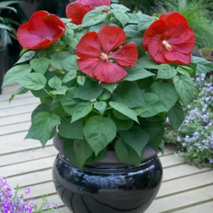 Luna Red Hibiscus Plants Live, Hardy Hibiscus Flower 4-6'' Tall
