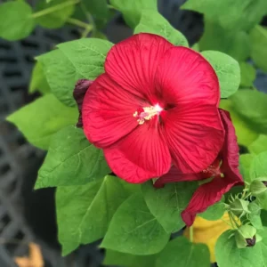 Luna Red Hibiscus Plants Live, Hardy Hibiscus Flower 4-6'' Tall