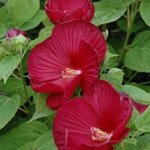 Luna Red Hibiscus Plants Live, Hardy Hibiscus Flower 4-6'' Tall