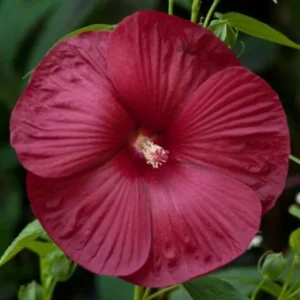 Luna Red Hibiscus Plants Live, Hardy Hibiscus Flower 4-6'' Tall