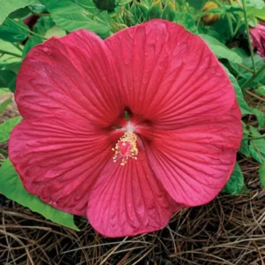 Luna Red Hibiscus Plants Live, Hardy Hibiscus Flower 4-6'' Tall
