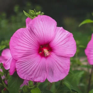 Luna Rose Hibiscus Plants Live - Hardy Hibiscus Flower 4-6'' Tall