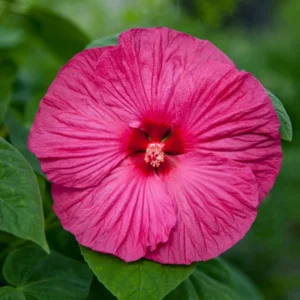 Luna Rose Hibiscus Plants Live - Hardy Hibiscus Flower 4-6'' Tall