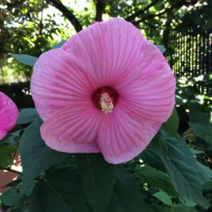 Luna Rose Hibiscus Plants Live - Hardy Hibiscus Flower 4-6'' Tall