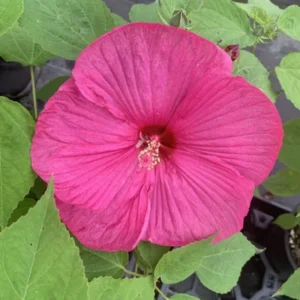Luna Rose Hibiscus Plants Live - Hardy Hibiscus Flower 4-6'' Tall